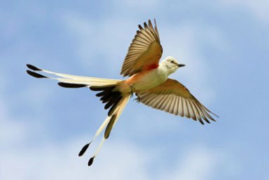 scissor-tailed-flycather